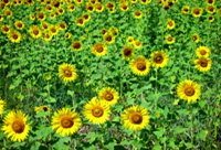 Tournesols